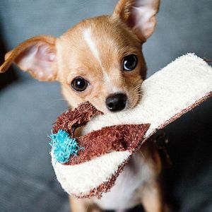 Meet your Posher, Shayla